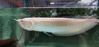 Albino Silver Arowana