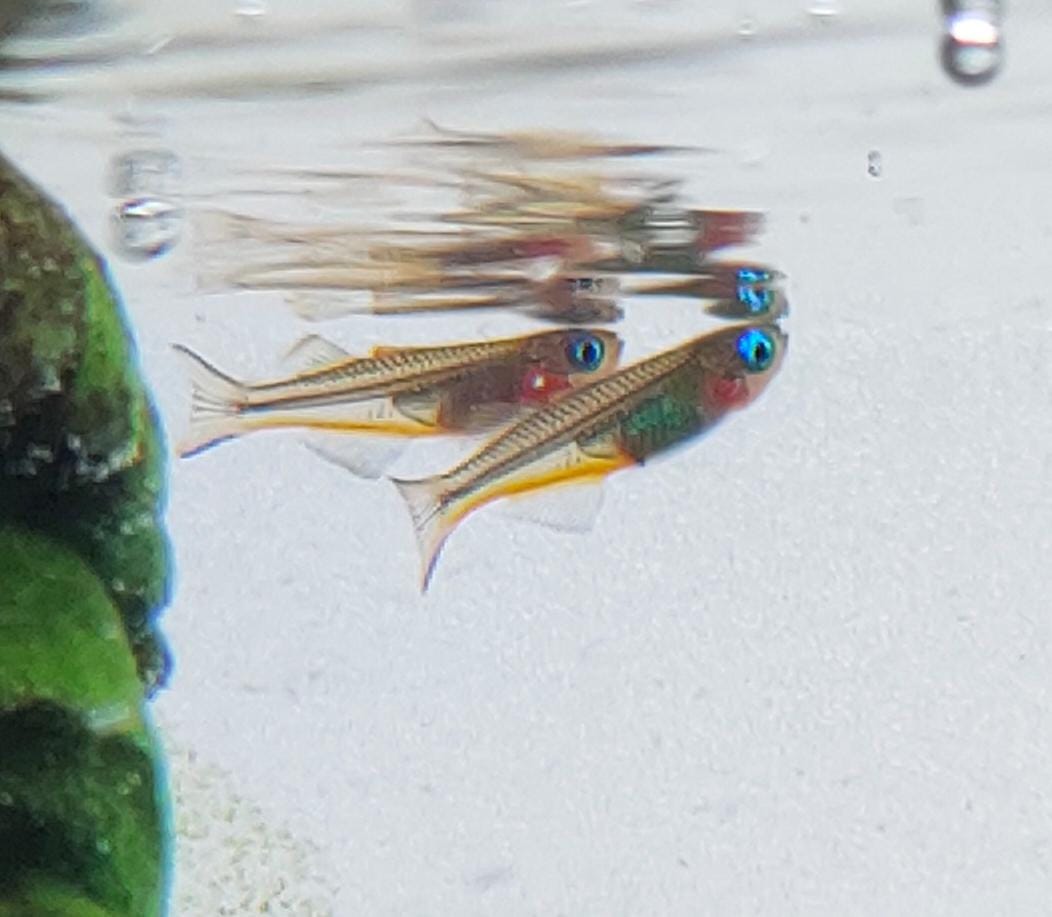 Forktailrainbow1