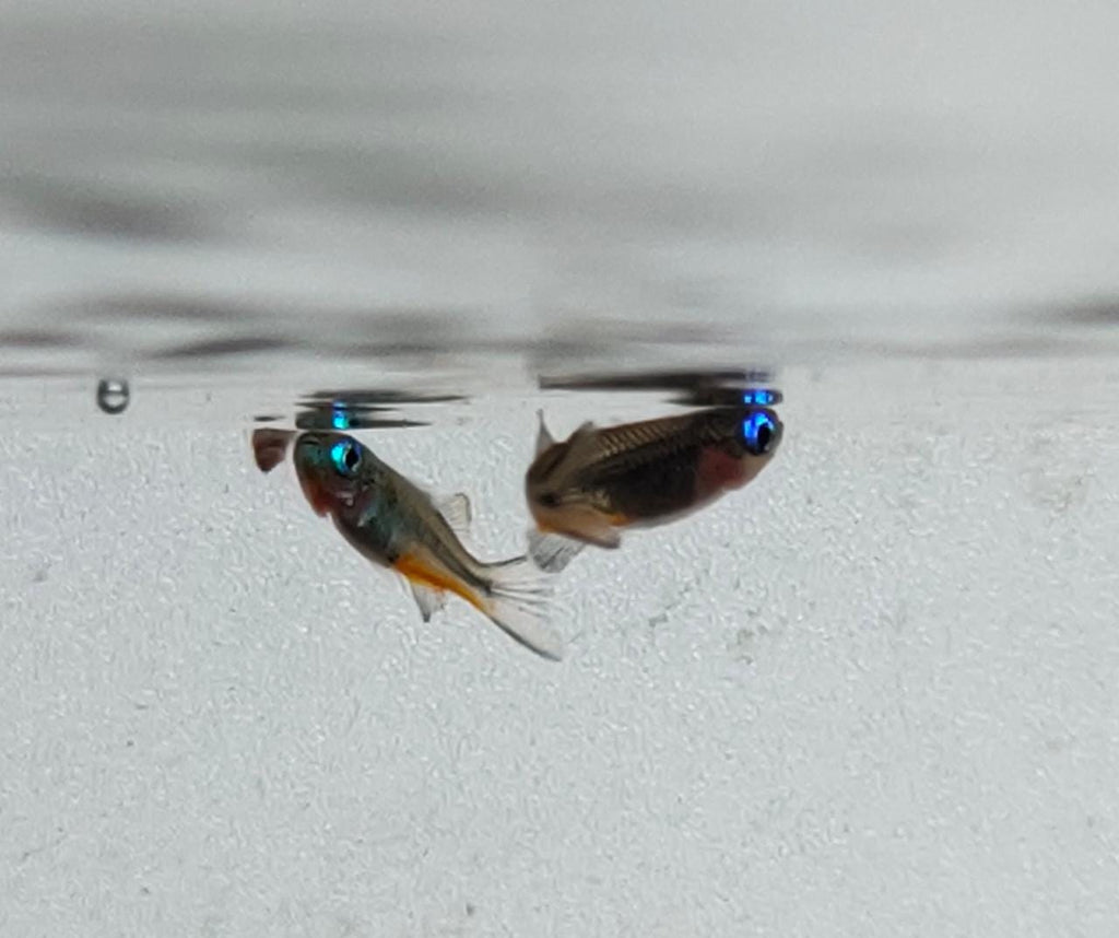 Forktailrainbow3