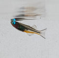 Forktailrainbow