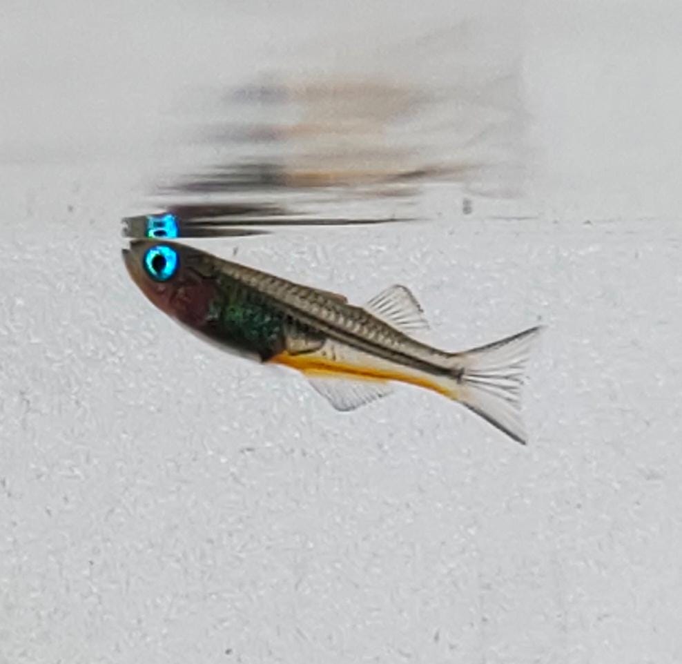 Forktailrainbow