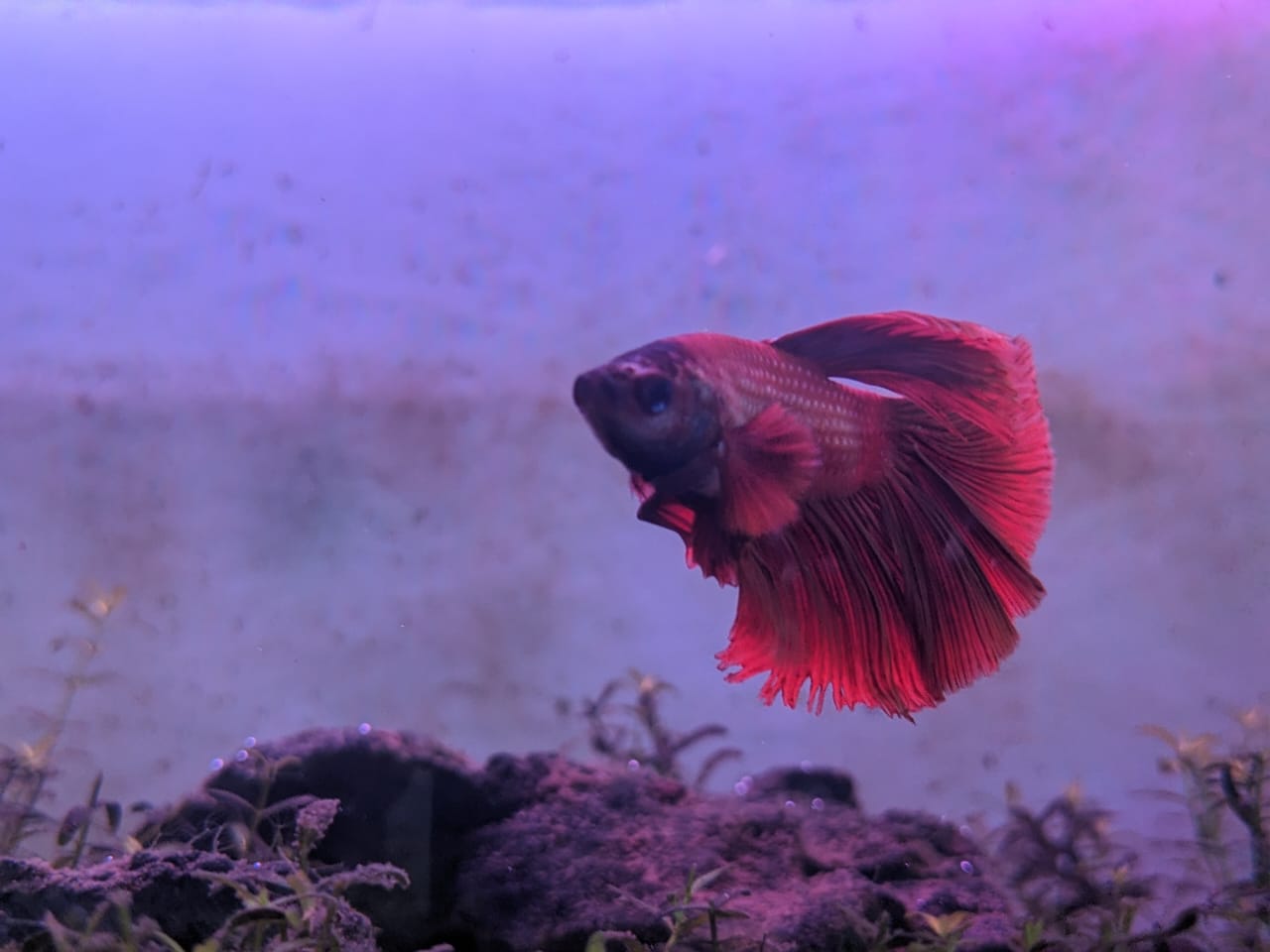 female betta