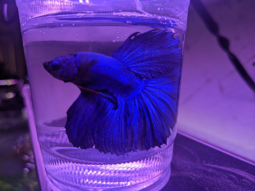 female betta