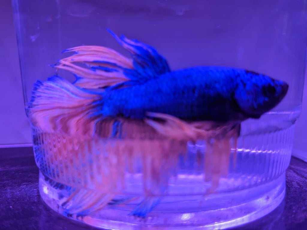 female betta