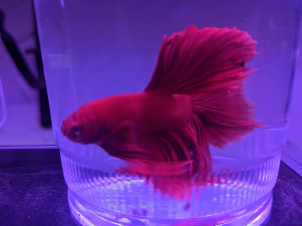 female betta