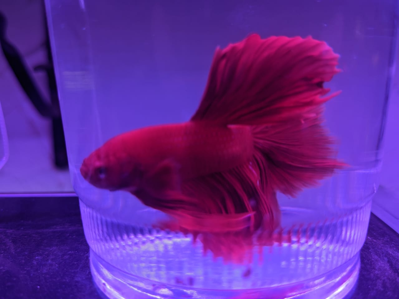 female betta