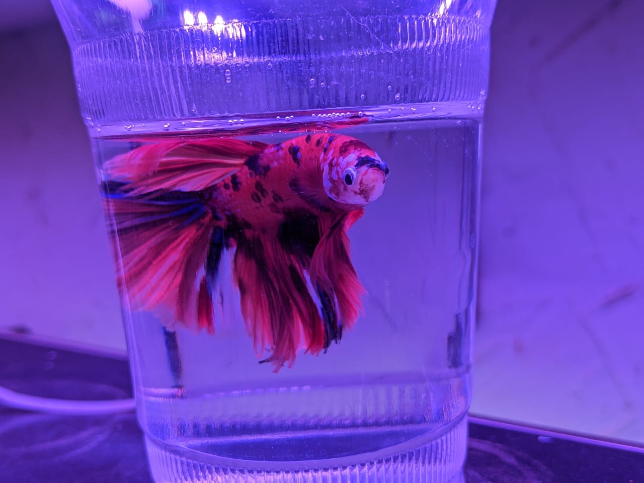 female betta