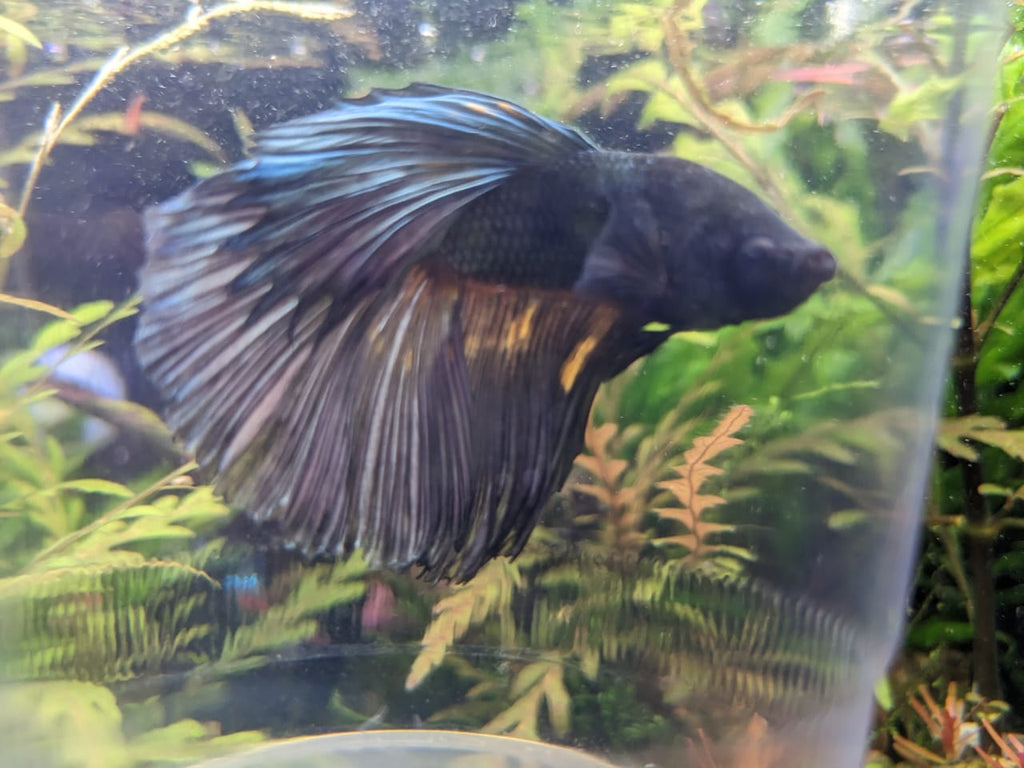 female betta