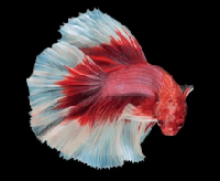 Crowntail Betta Fish