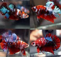 Galaxy Koi Betta Fish