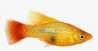 Caroline Hi-Fin Platy