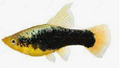 tuxedo hi-fin