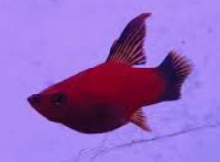 Local Hi Fin Platy