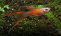 Red Double Tail SwordTail