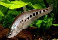 Clown Knife Fish
