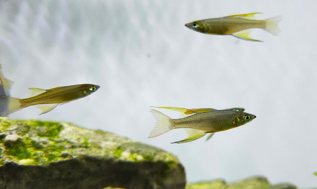 Threadfin Rainbow
