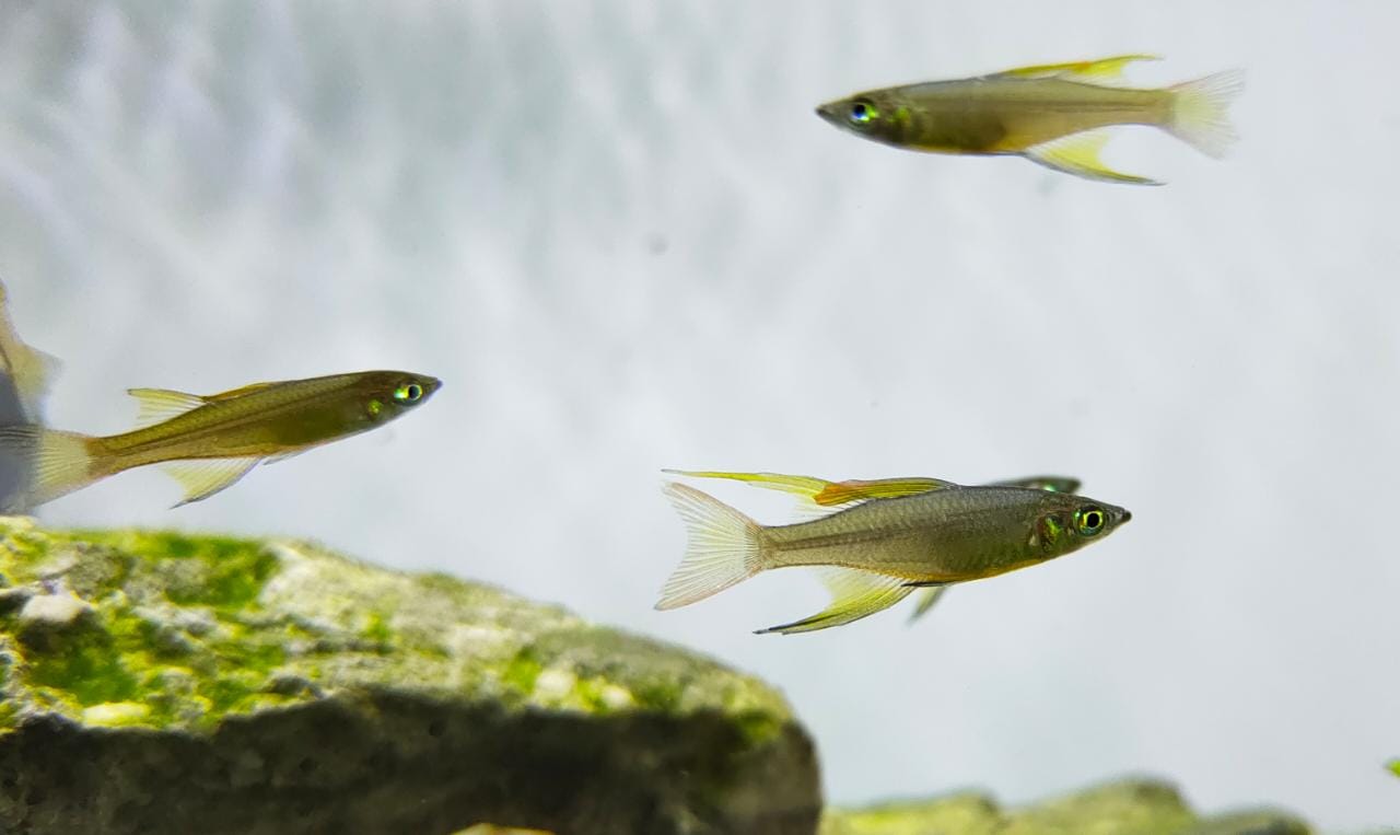 Threadfin Rainbow