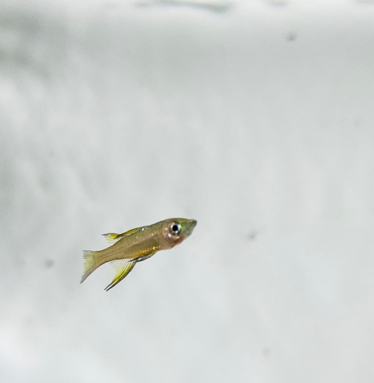 Threadfin Rainbow