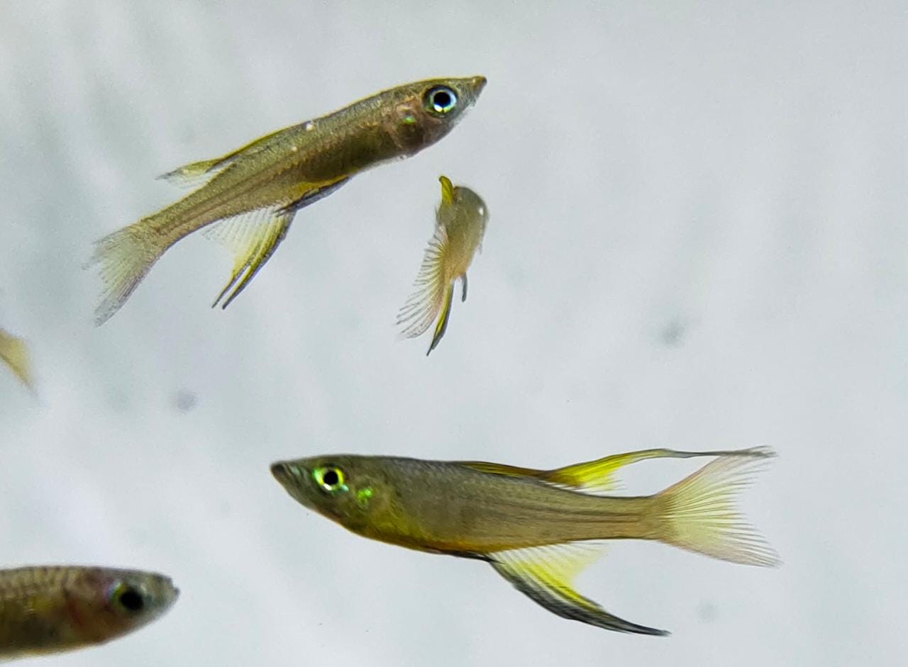 Threadfin Rainbow
