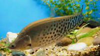Royal Knife Fish