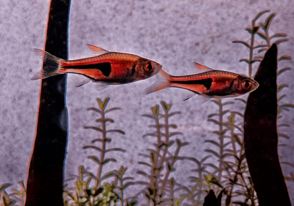 Espei rasbora