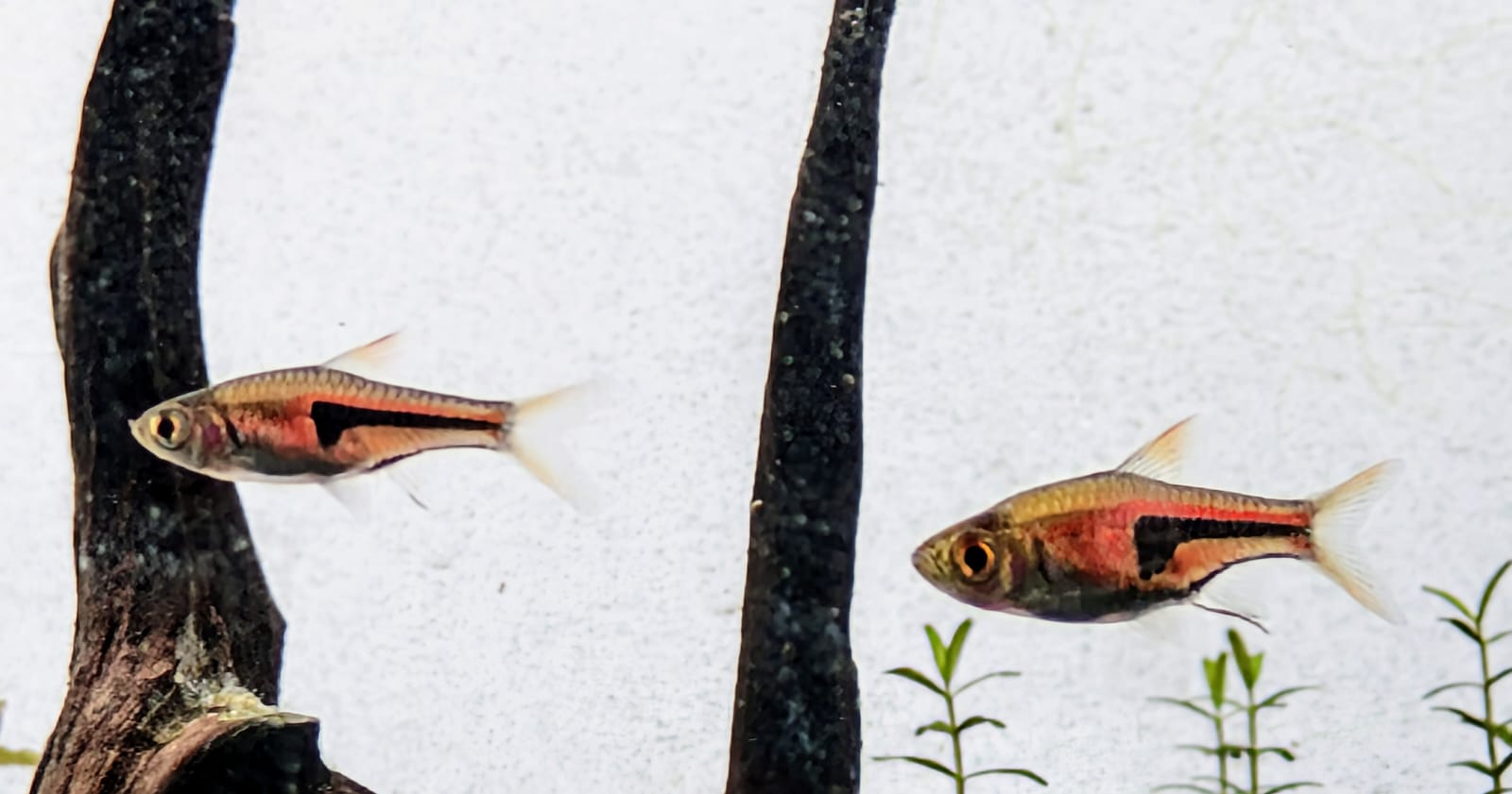 Espie rasbora
