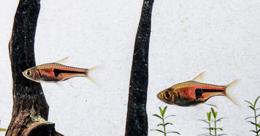 Espie rasbora
