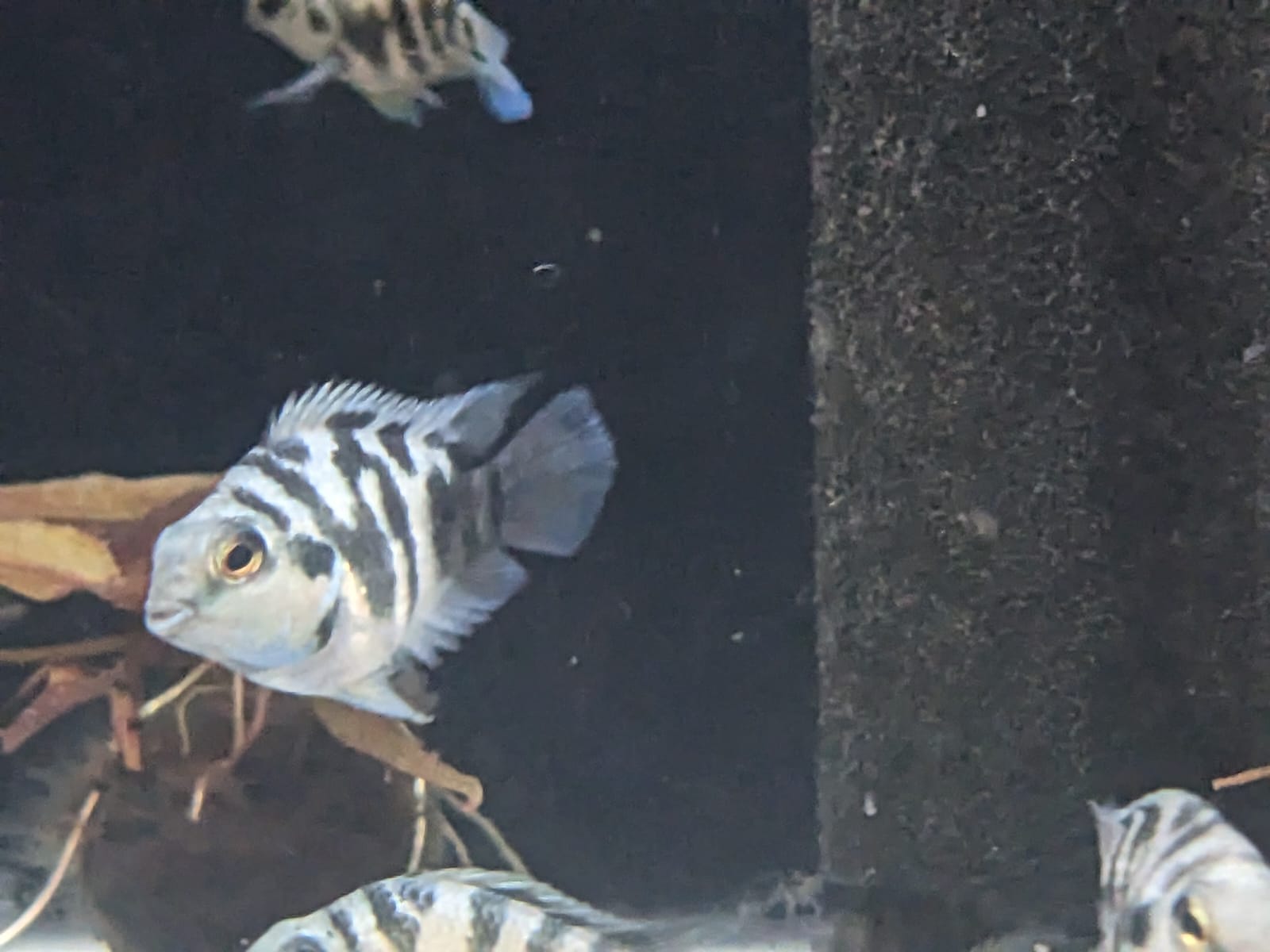 Blue polar Tiger Parrot
