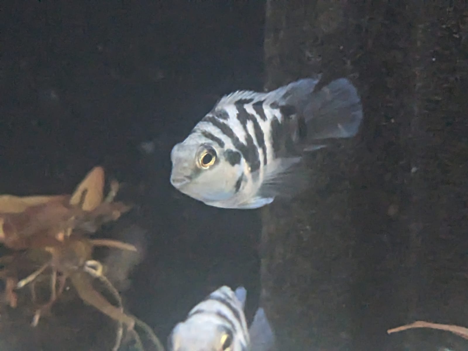 Blue polar Tiger Parrot