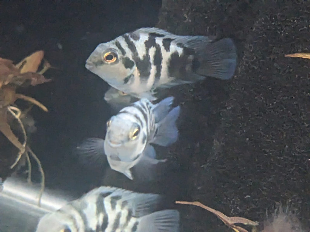 Blue polar Tiger Parrot