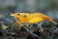 Orange sakura shrimp