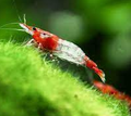 red rilil shrimp