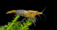 orange rili shrimp