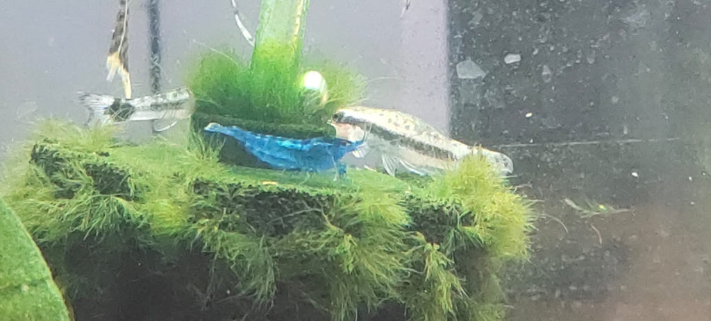 Dream Blue Shrimp
