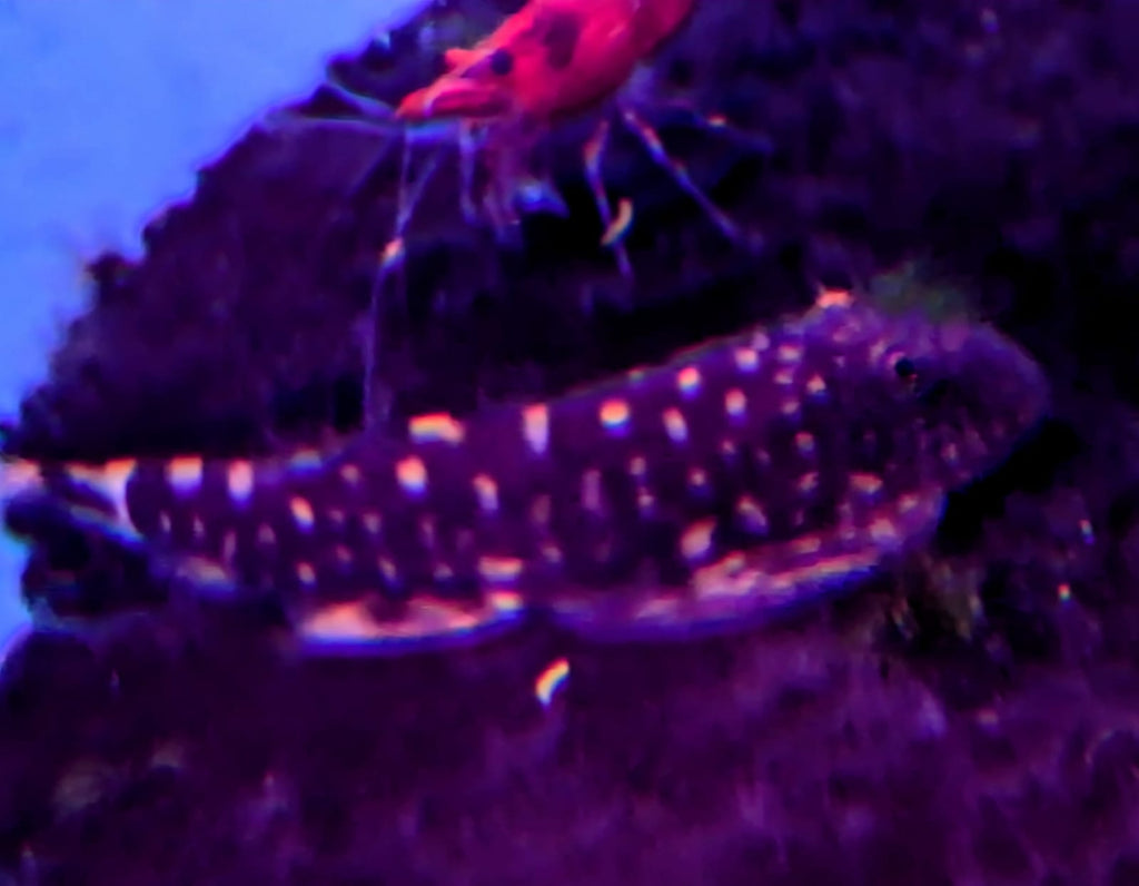 Borneo loach