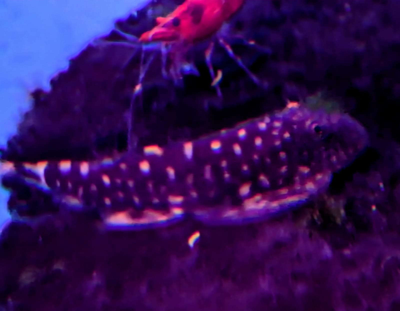 Borneo loach