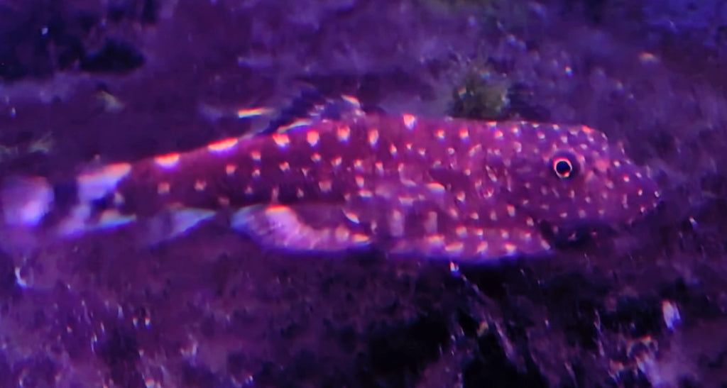 Borneo loach