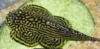 Borneo Sucker