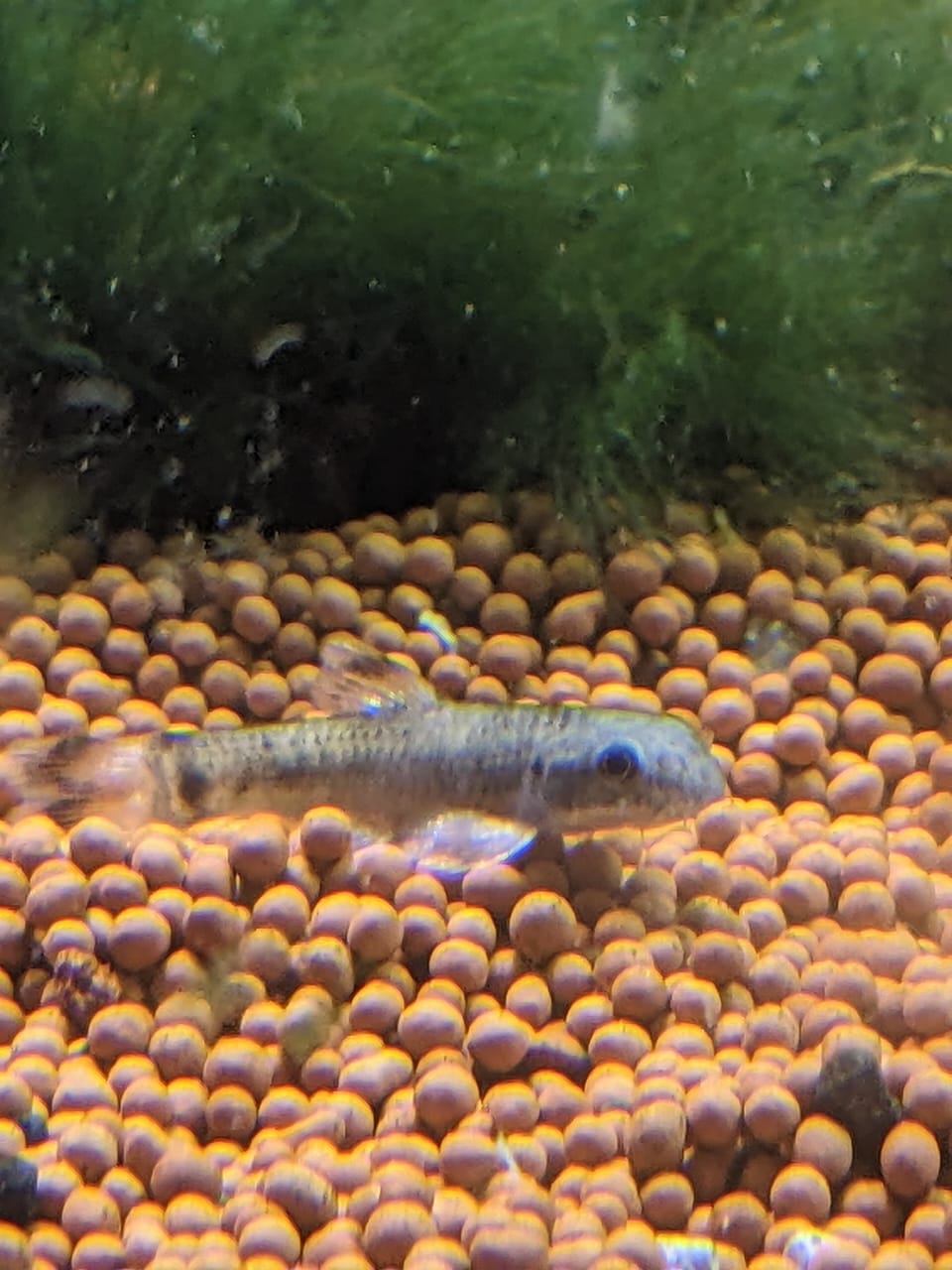 Panda Garrar