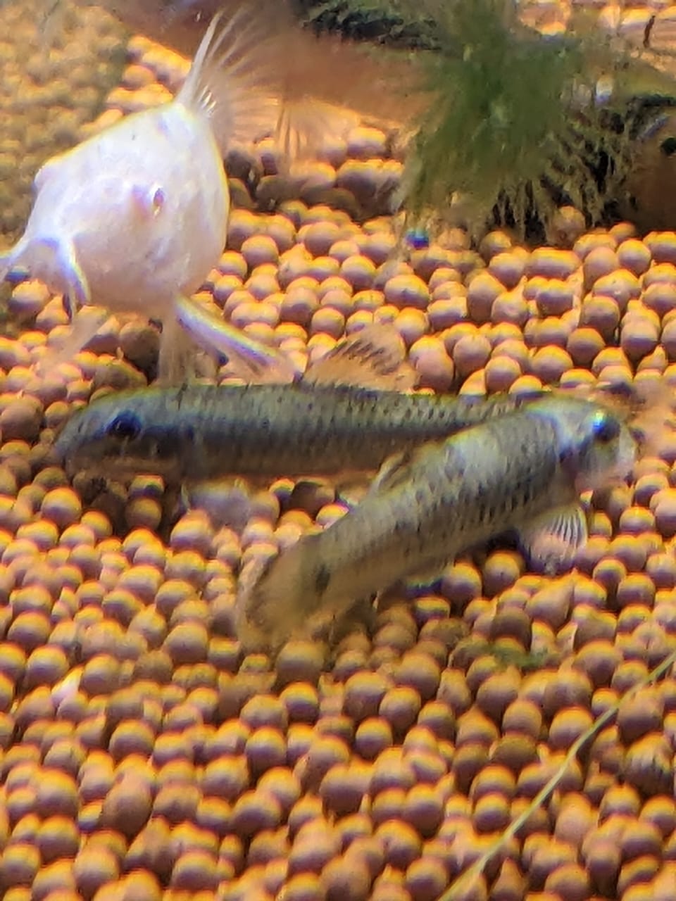 Panda Garrar