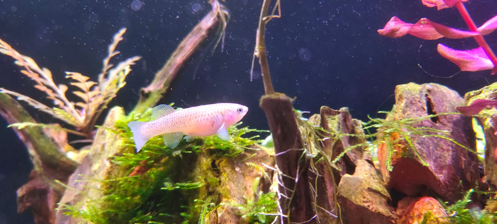 Api Killi Gardneri Killi Fish – Splashy Fin Aquarium Bengaluru