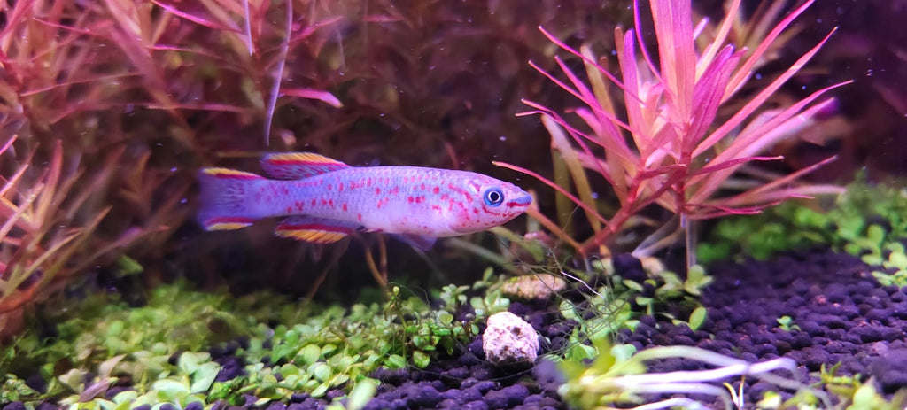 Gardneri Killi Fish