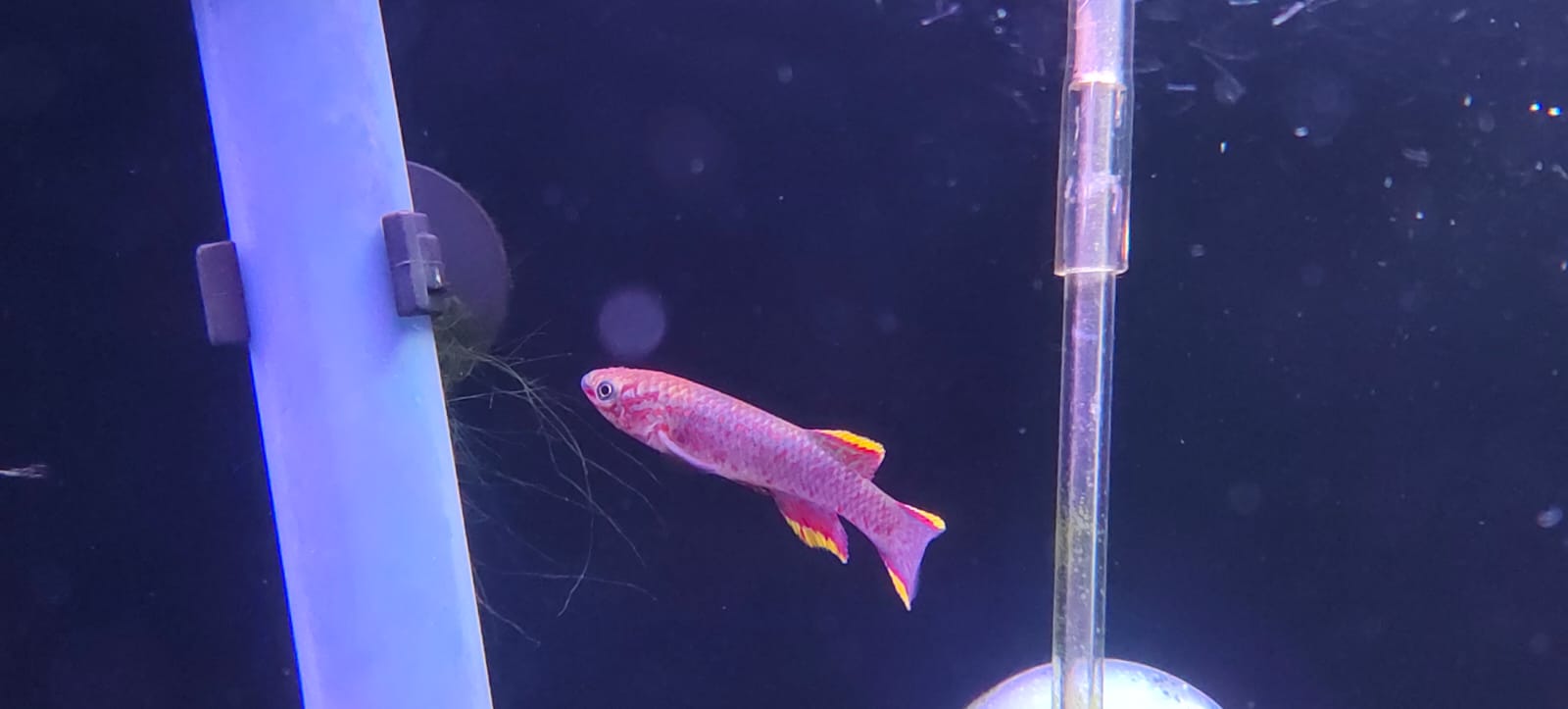 Gardneri Killi Fish