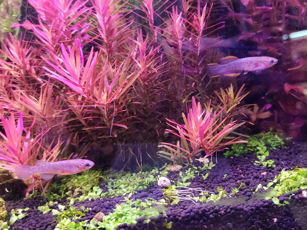 Gardneri Killi Fish