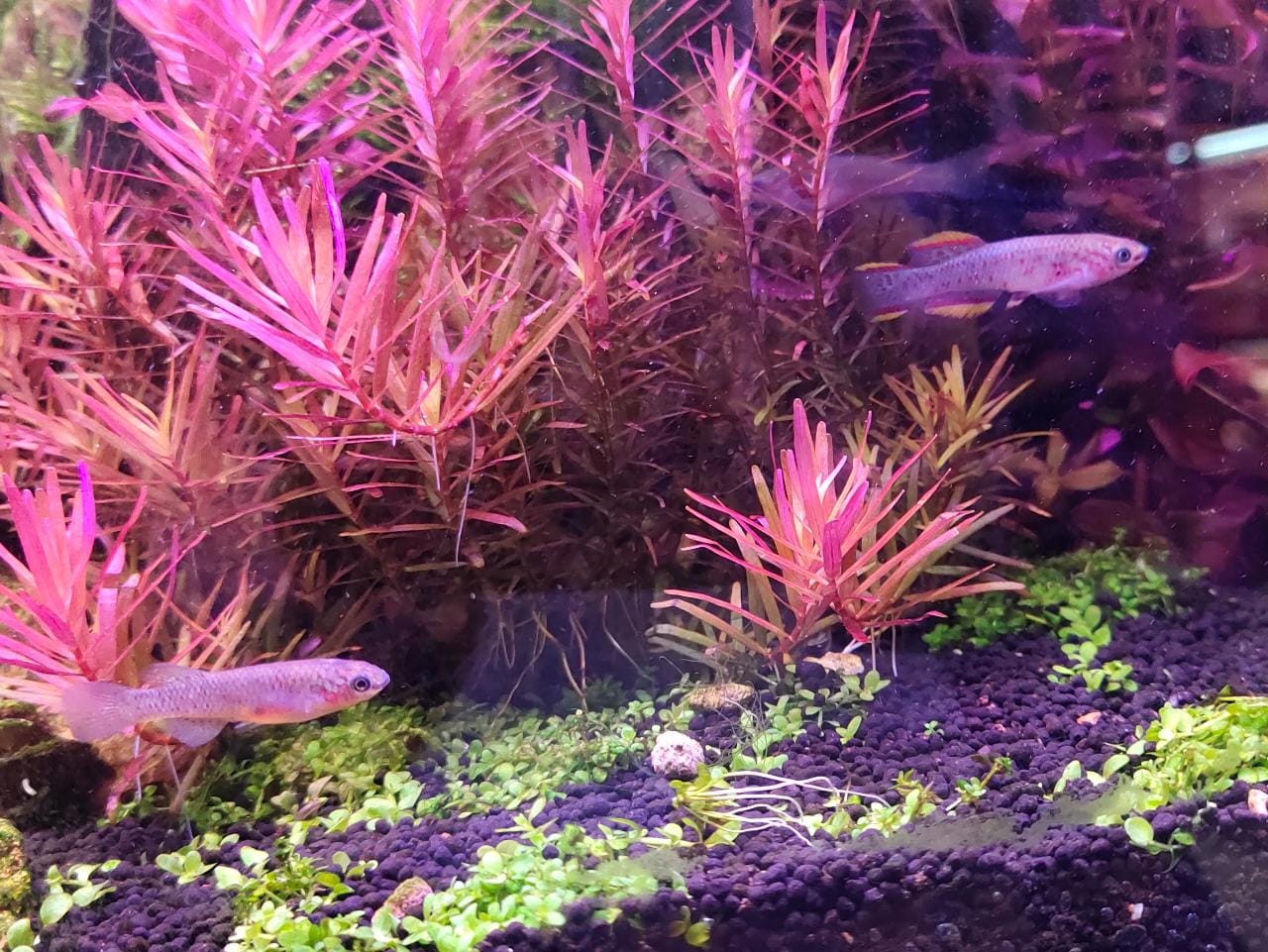 Gardneri Killi Fish