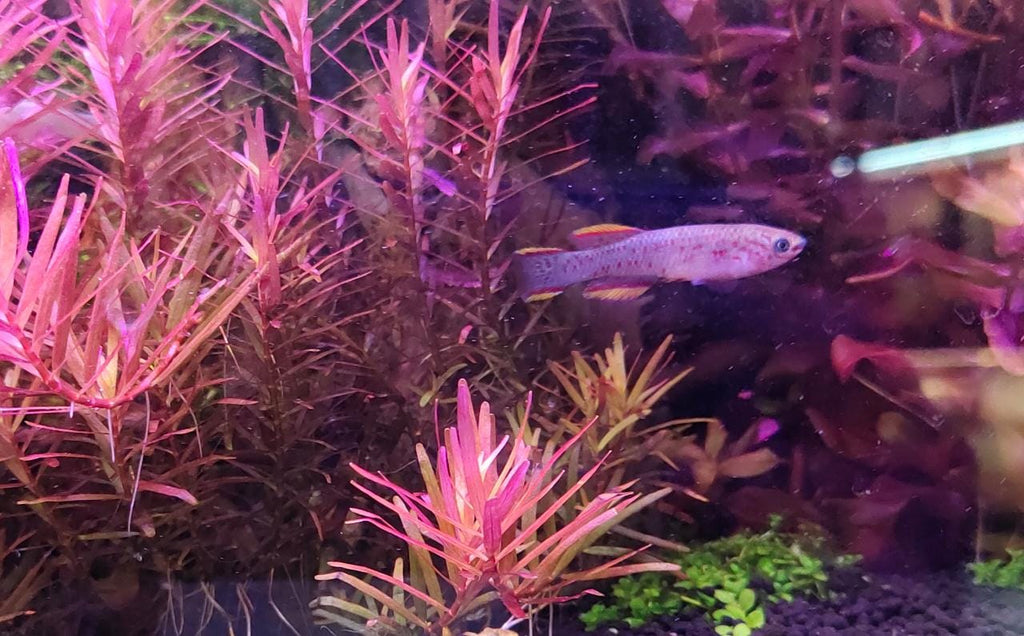 Gardneri Killi Fish