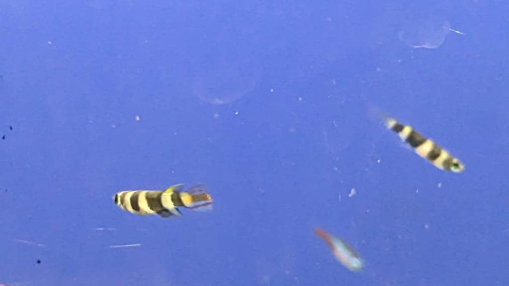 Clown Killi Fish (Rocket)