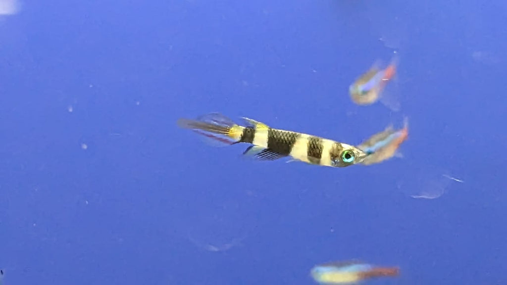 Clown Killi Fish (Rocket) (2)