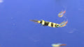 Clown Killi Fish (Rocket) (2)
