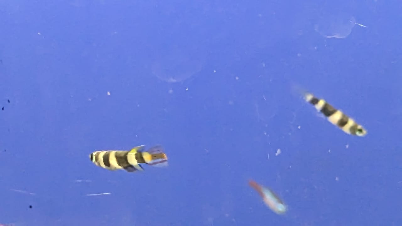 Clown Killi Fish (Rocket)